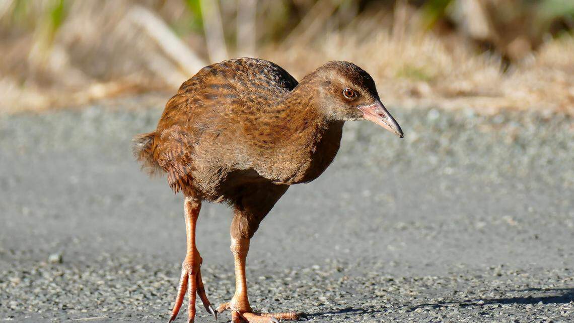 A man found a weka, a flightless and feisty bird, in his backyard — the first sighting of the animal in Taranaki in decades, officials said.