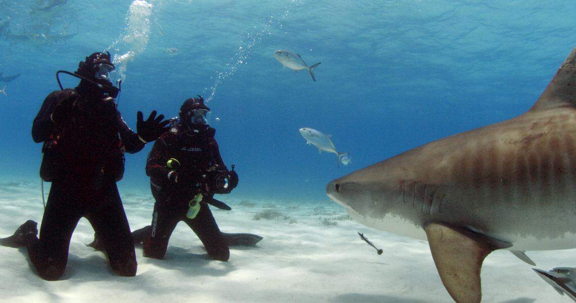 UM biologist Neil Hammerschlag tags tiger sharks with New England Patriots tight end Rob Gronkowski as part of the Discovery Channel’s 2018 Shark Week ‘Tiger Shark Invasion.’