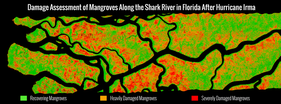 A plotted section of mangroves near Shark River shows areas where the trees were severely damaged.