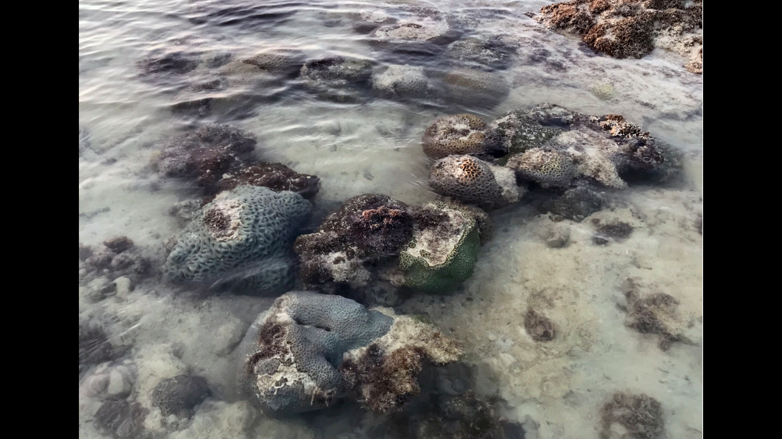 The specimens were collected from the burrows of larger animals.