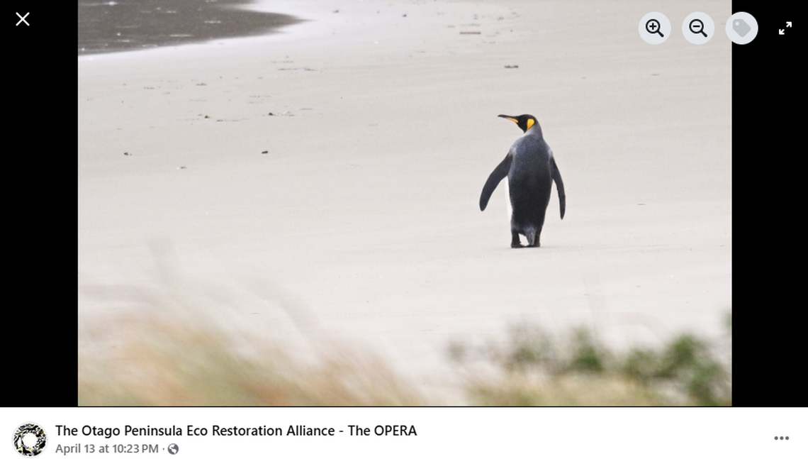 The penguin was spotted by a tour group in a private reserve.