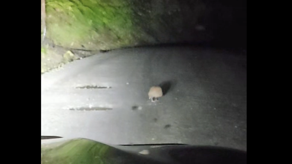 A New Zealand driver came to a halt as a rare creature crossed the road in front of him, a video shows.