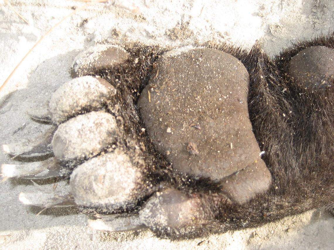 This is an image of a black bear paw. Adult males average 250 to 350 pounds, but the state record is 760 pounds, the Florida Fish and Wildlife Conservation Commission reports.
