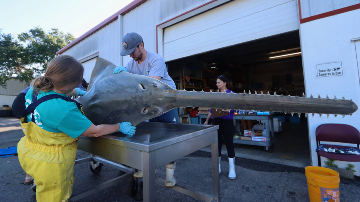 Researchers prepare to perform a necropsy on an endangered sawfish in March 2024 at the Florida Fish and Wildlife Research Institute.