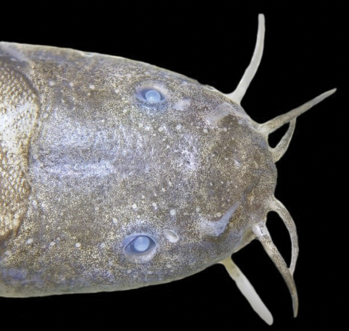 Barbels on the loaches’ face allow it to sense its environment and hunt for food.