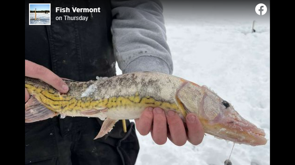 This odd looking fish caught by Caden Hurley in a central Vermont pond has inspired debate on social media.