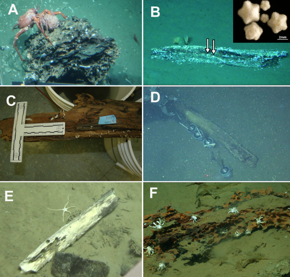 Fallen wood on the seafloor offers both nutrients and habitat for a variety of species.