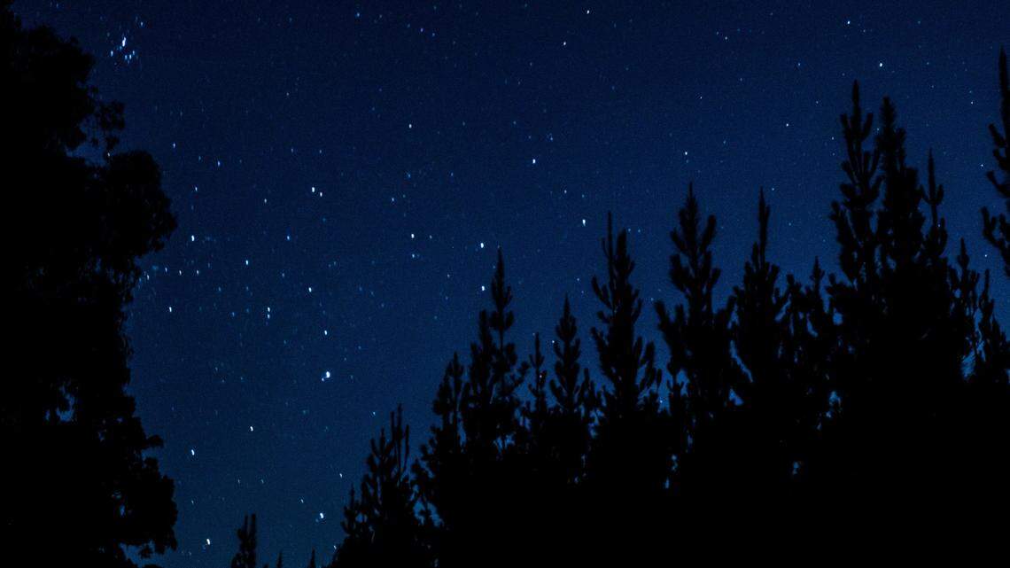 The small critters appeared on trail cameras set up by volunteers in southwestern Australia.