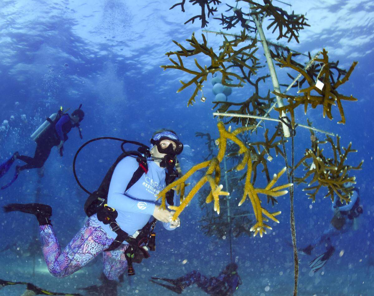 Robyn Mast, key west coordinator, checks a coral tree for spawning during the yearly coral spawning event on Tuesday, Aug. 12, 2025, at Spawning Alley, a nursery run by the Coral Restoration Foundation off of Key Largo, Fla.