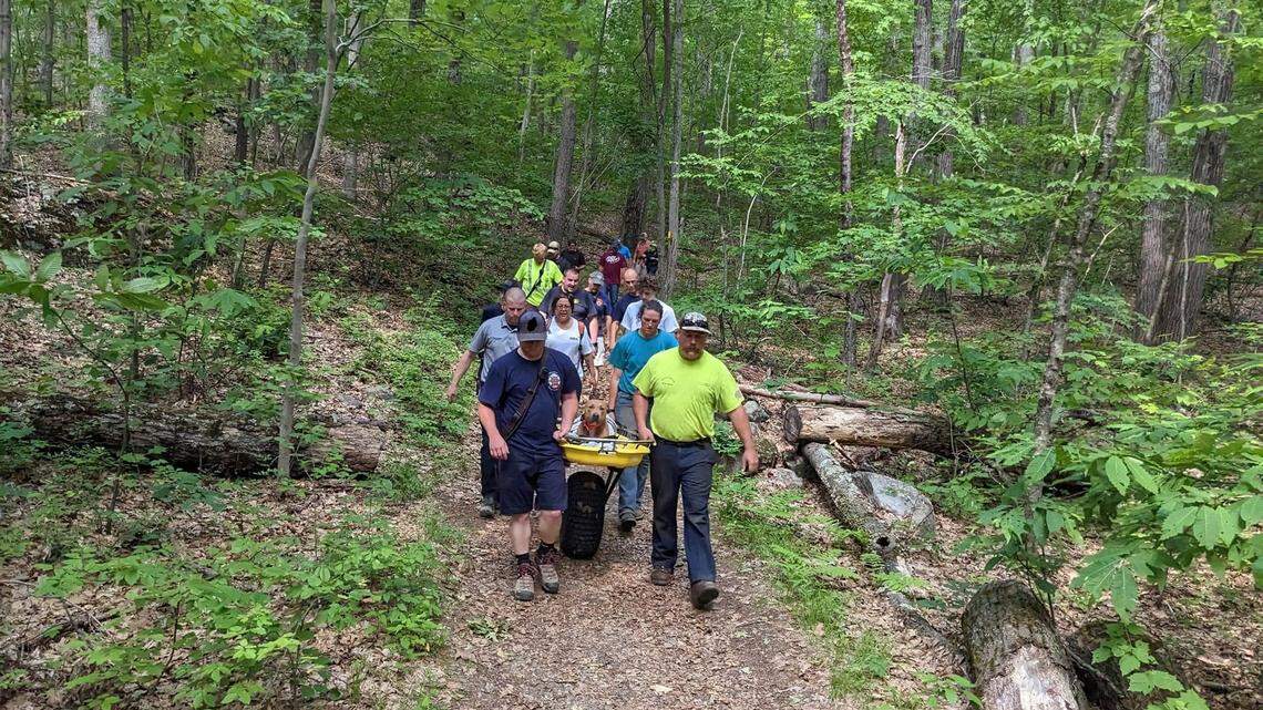 A dog was rescued from Mount Tom State Park after jumping 34 feet from a tower, Connecticut officials said.