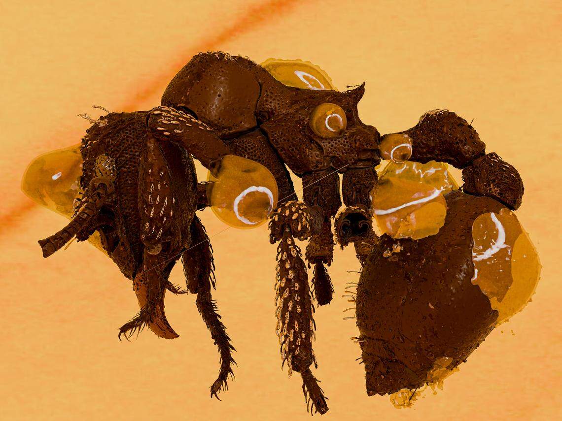 The incredibly preserved ancient ant allows researchers to understand what life was like 16 million years ago.