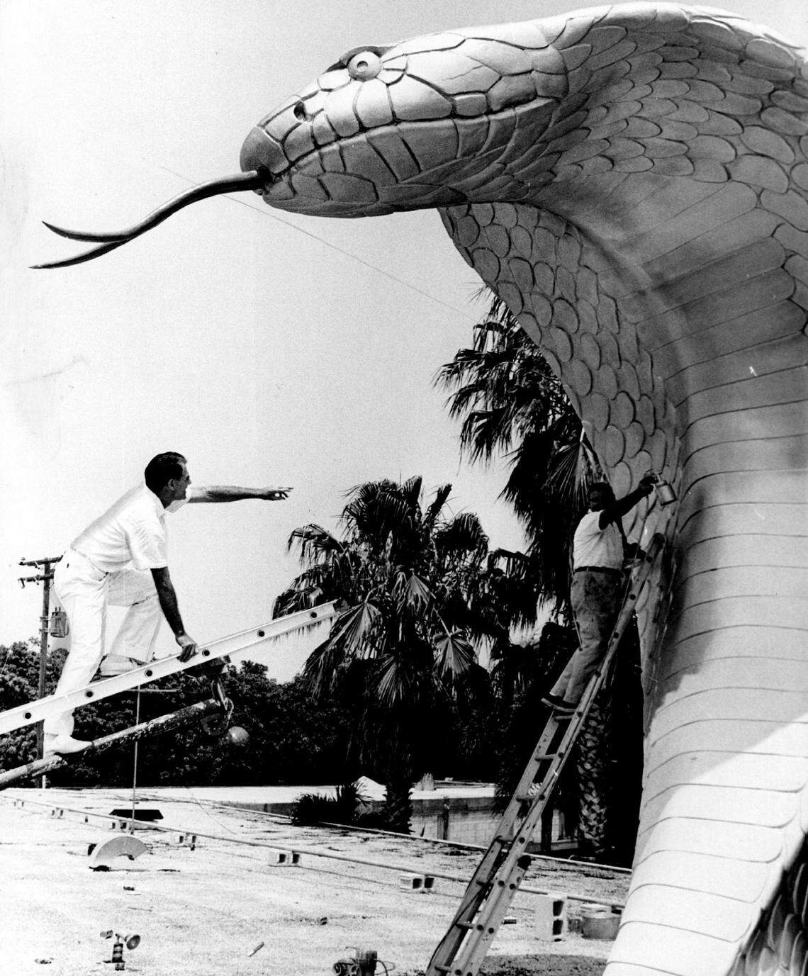Serpentarium owner Bill Haast is careful about all of his snakes,  even the gigantic King Cobra replica that is got  new gold skin in 1968 by painter Harry Maucione high atop the laboratory and tourist attraction.