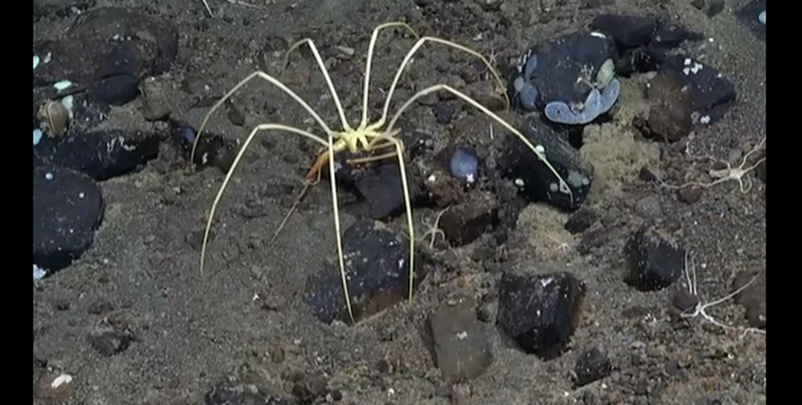 Pyconogonids, or sea spiders, are found throughout the world’s oceans, but reach startlingly large sizes around the poles.