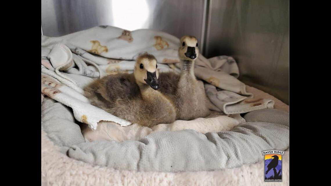 Two baby geese are recovering at the Raven Ridge Wildlife Center in Pennsylvania.