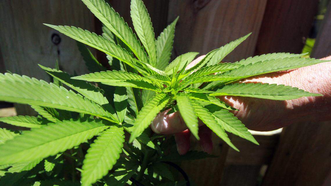 Recreational marijuana for adult use is on the 2024 ballot in Florida.