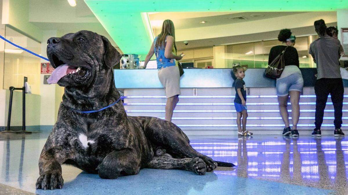 Thanos, a 140-pound Canary mastiff, rests at the Miami-Dade Animal Services Pet Adoption & Protection Center in Doral.