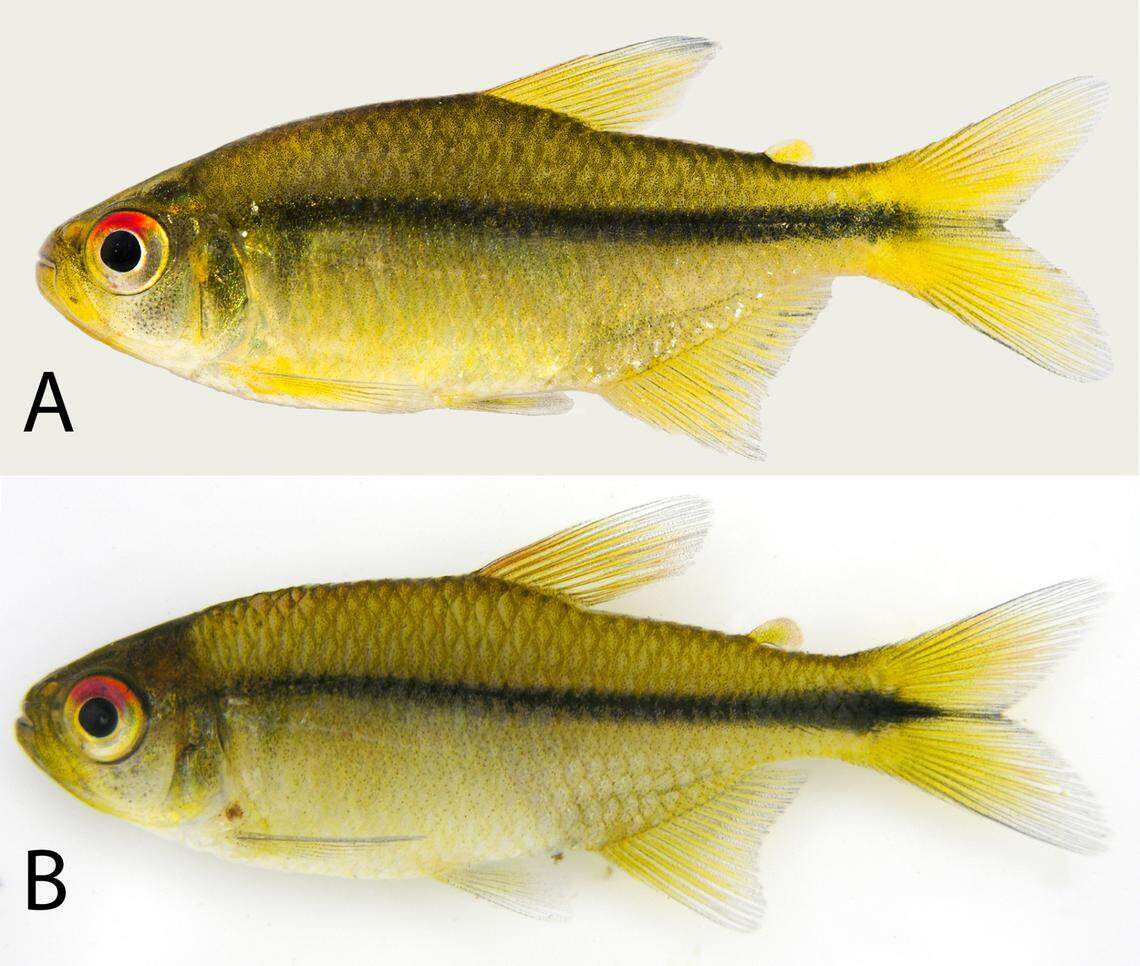 The new species has “vivid” red eyes and a black stripe down the side of its body.