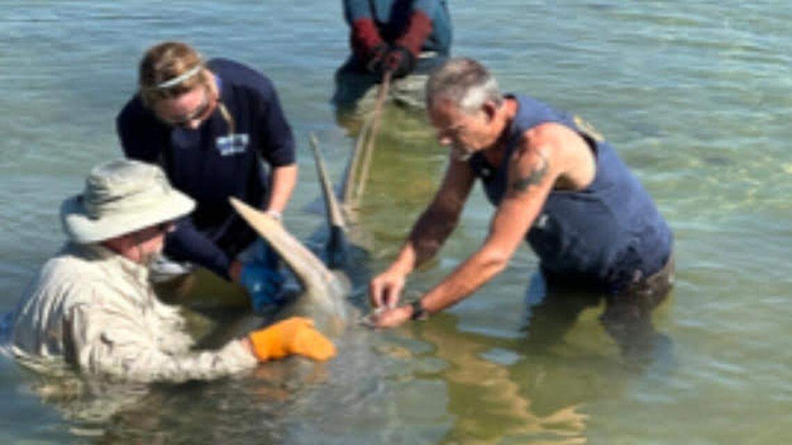 Scientists prepare a smalltooth sawfish to be removed from the water off Cudjoe Key on Friday, April 5, 2024.