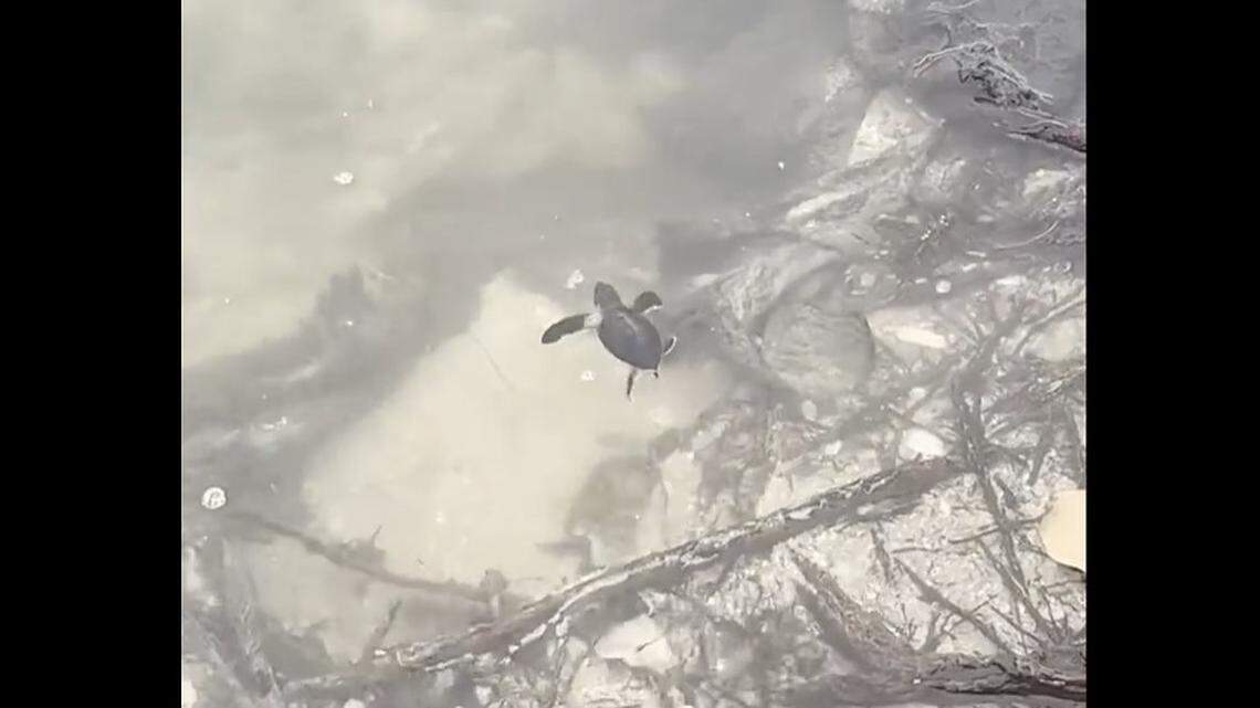 A baby sea turtle ended up in a backyard during the hurricane in Florida. See its rescue