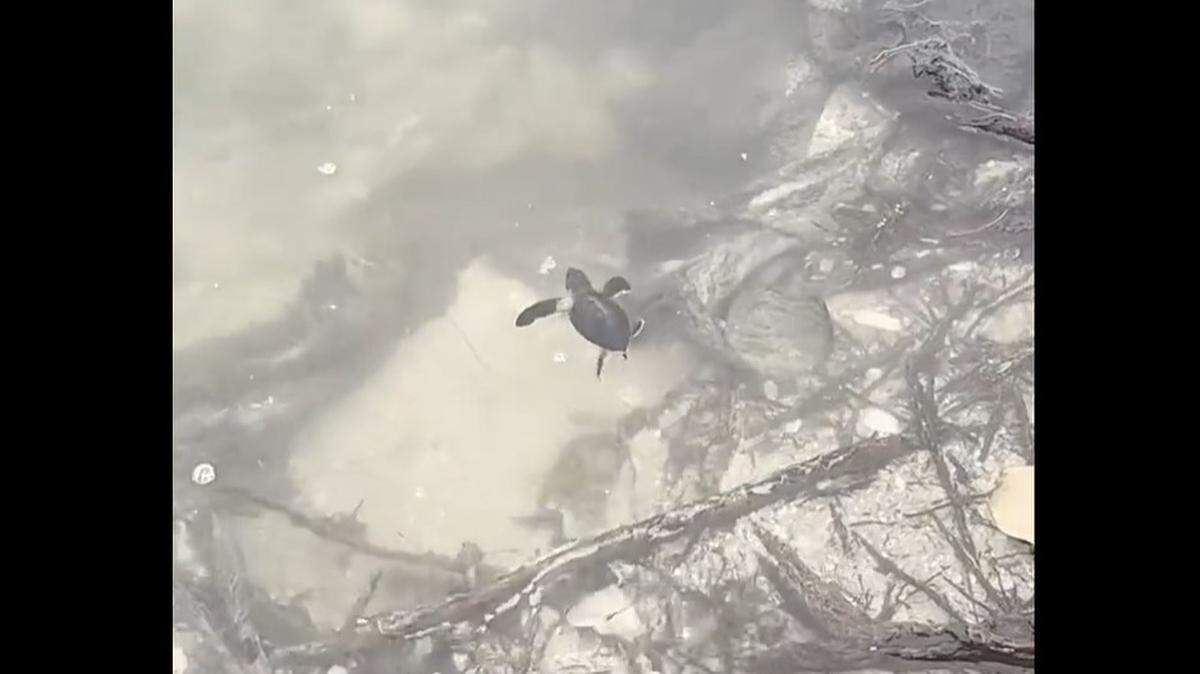 A sea turtle hatchling blown in by Hurricane Nicole was released back into the water in Indian River County