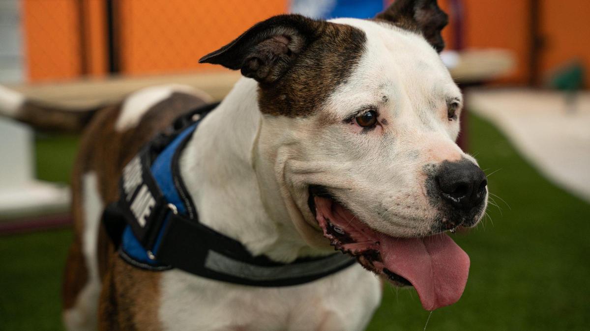 Samantha, la perra que lleva más tiempo (más de 300 días) en Pet Adoption & Protection Center de ASD en Doral, lFlorida, pasa tiempo al aire libre el 18 de diciembre de 2022.
