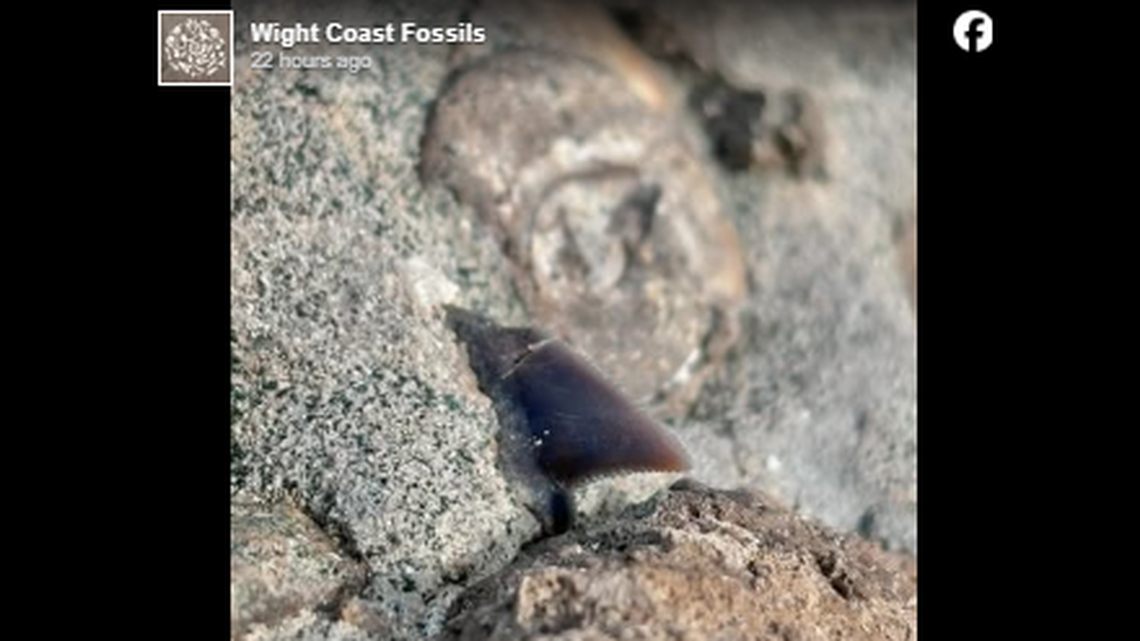 A “serrated blade” found sticking from a rock on Isle of Wight in the UK has been identified as a shark tooth that could be 100 million years old, experts say.