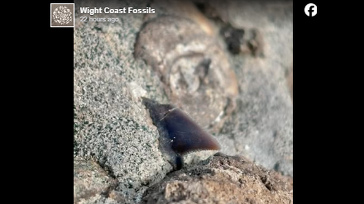 A “serrated blade” found sticking from a rock on Isle of Wight in the UK has been identified as a shark tooth that could be 100 million years old, experts say.