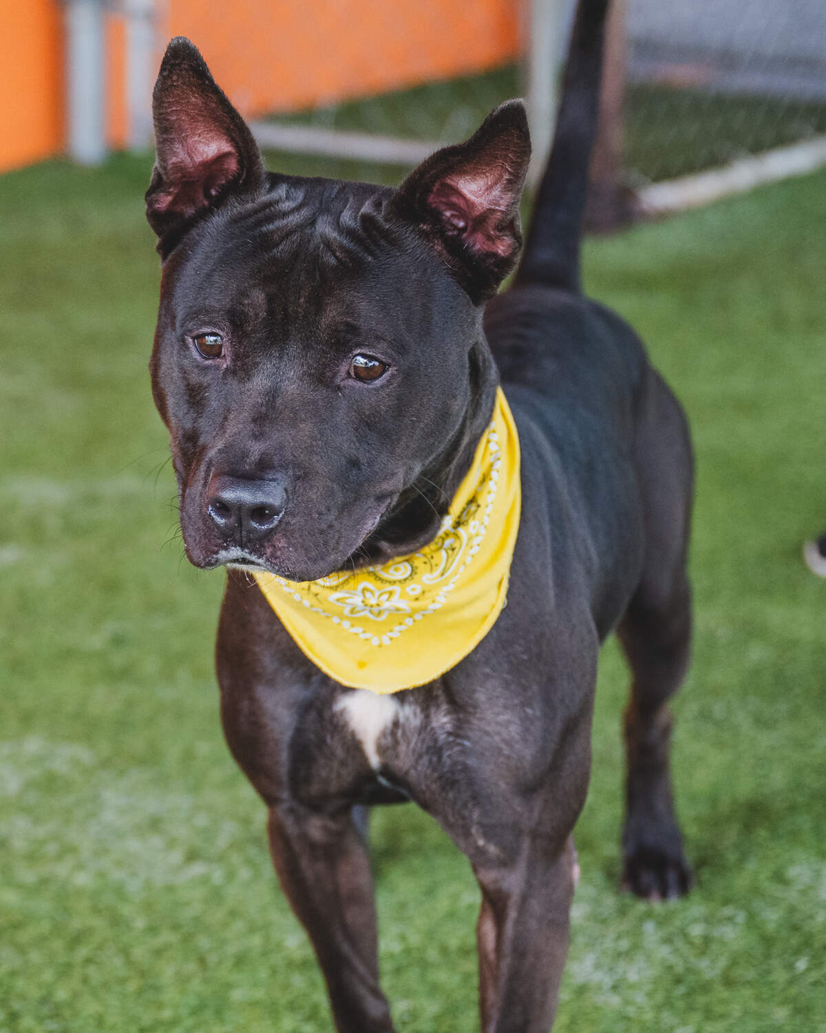 Meet Rex #A2459254, the spirited 3-year-old Terrier mix ready to bring endless joy into your life! Rex may have been a bit shy when he arrived as a stray in April, but he’s blossomed into a playful and charismatic pup. His favorite pastime? Playgroup adventures with other high-energy dogs, where he thrives in the company of his furry friends. But don’t be fooled – Rex’s heart belongs to humans too. He’s a loyal companion who relishes every moment spent in your company. Make Rex a part of your family and witness the boundless love and energy he’ll bring into your home. Adopt rex today and embark on unforgettable adventures together.