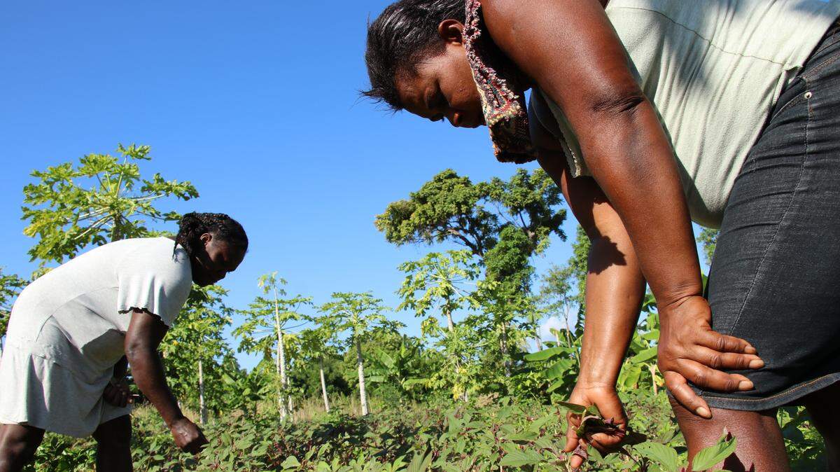 Osena Previlon, 42, grows vegetables in Haiti’s Central Plateau area as part of a partnership with the local World Food Programme Haiti.
