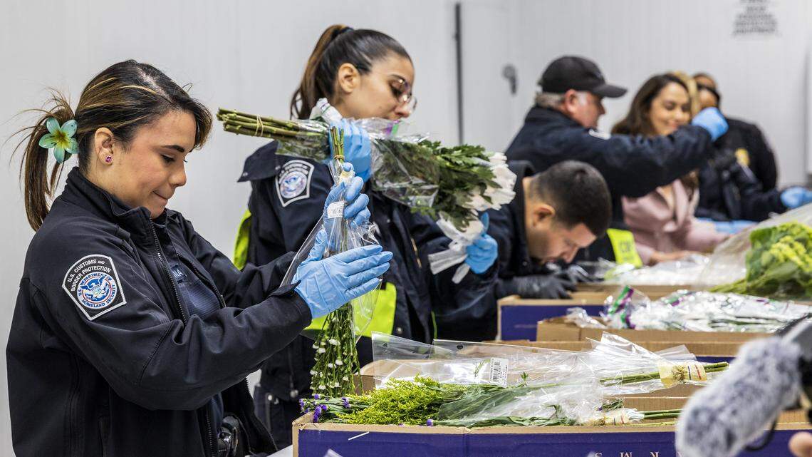 U.S. Customs and Border Protection officers conducts a rigorous inspection of imported flowers arriving from Colombia and Ecuador, to detect pests and diseases threatening U.S. agriculture, ahead of Valentine's day in the Avianca Cargo Warehouse at Miami International Airport, in Miami, on Friday Feb 06, 2026