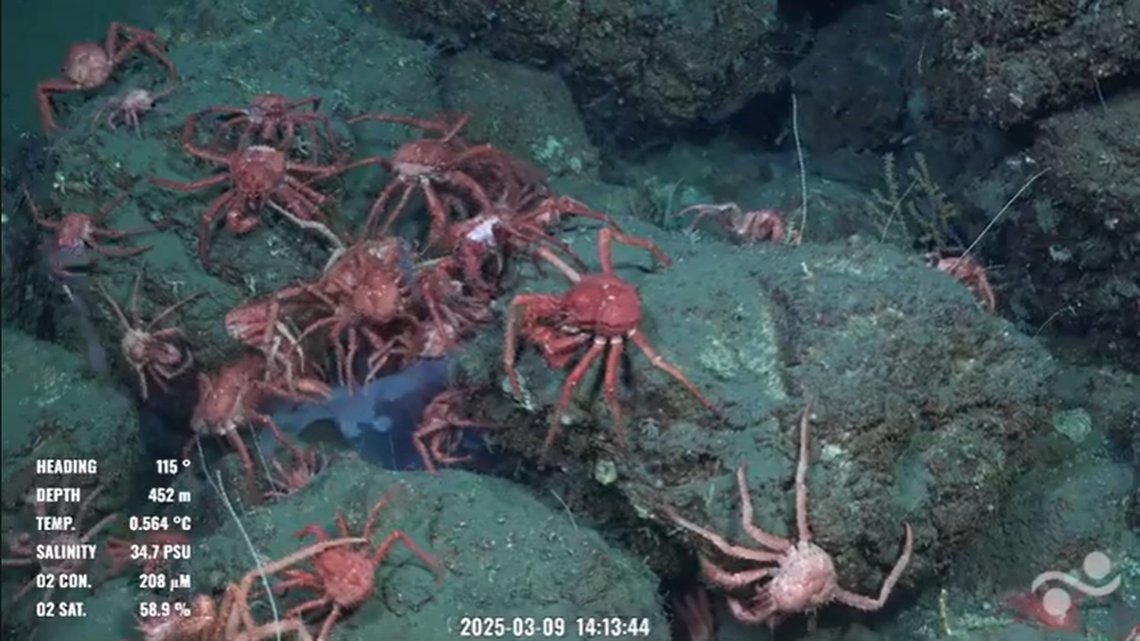 Crabs were seen feasting on what may have been a helmet jellyfish, the researchers said. The feeding frenzy was seen at a depth of about 1,82-feet.