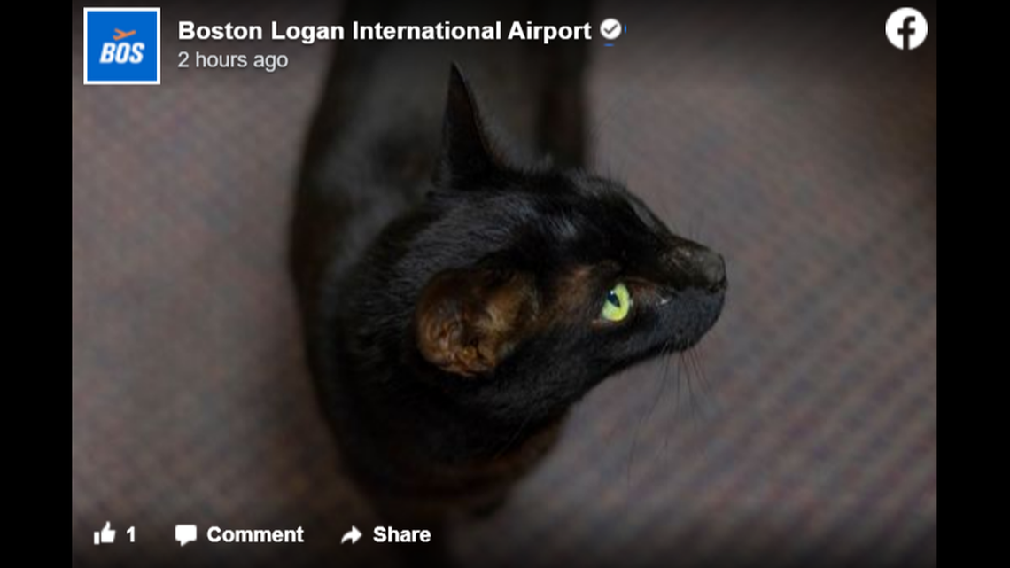A family’s missing black cat named Rowdy was found three weeks after she escaped her cage after landing at an airport in Boston, Massachusetts, officials said.