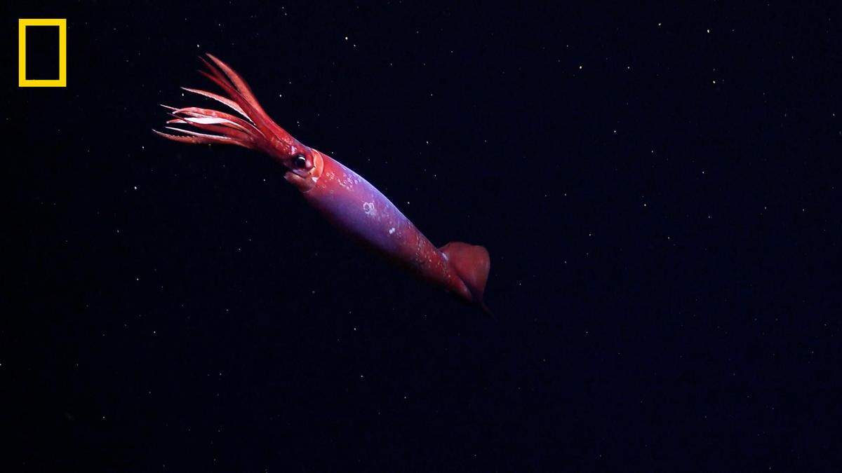 The Gonatus antarcticus had never been seen alive in the wild before, National Geographic said.