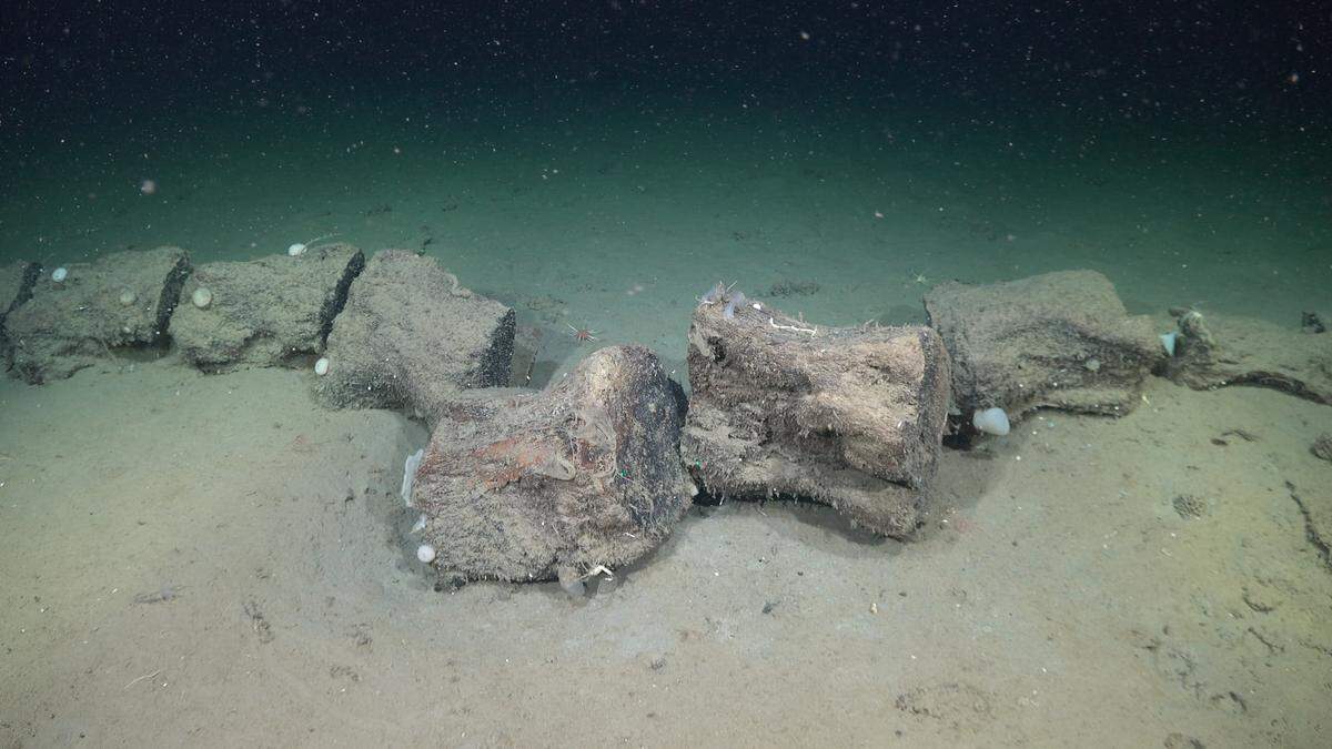 whale falls argentina deep sea