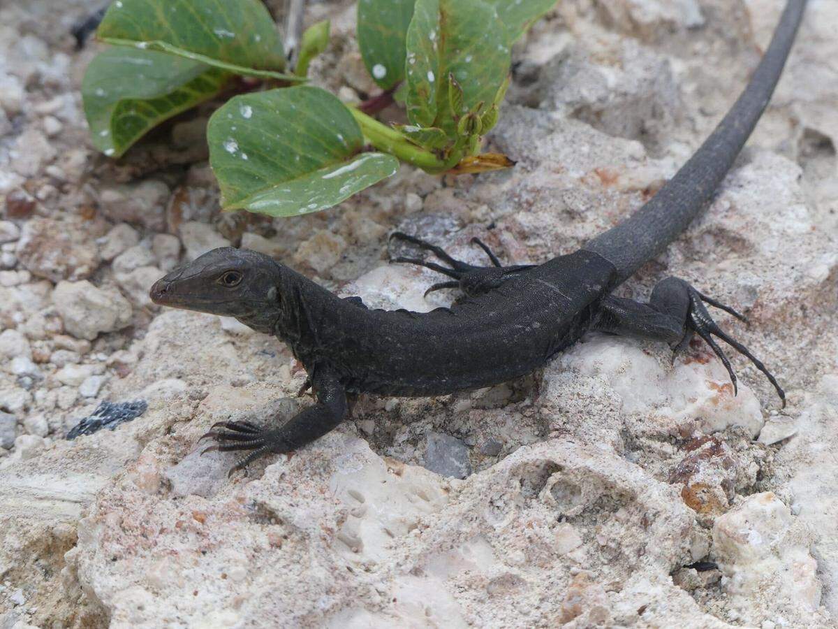 Just a few years ago, there were fewer than 100 Sombrero ground lizards left on the island, researchers said.