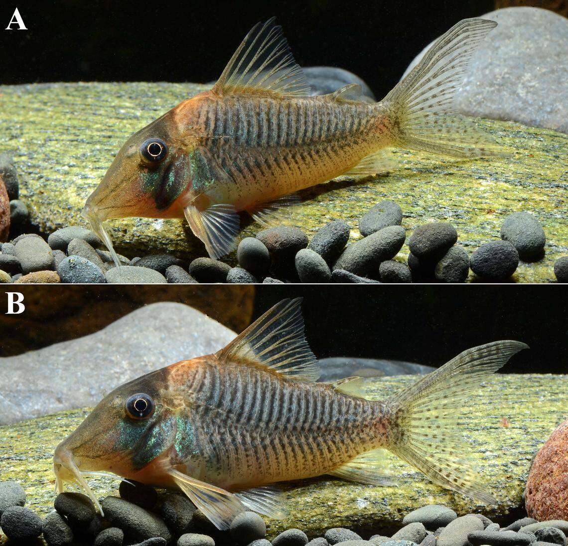 The new species was distinguished in part by its “mask-like blotch,” researchers said.