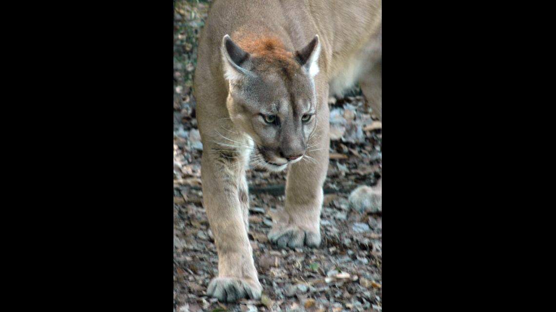 It’s believed no more than 230 adult panthers like this one remain in South Florida, and the most common cause of death is collision with vehicles or semi-truck, data shows.