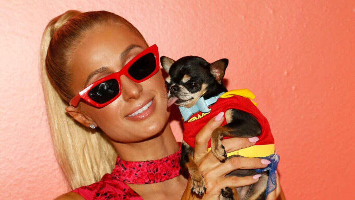 Paris Hilton’s Dog Allegedly Lived to 25 Thanks to Red Light Therapy and Vets Are Responding