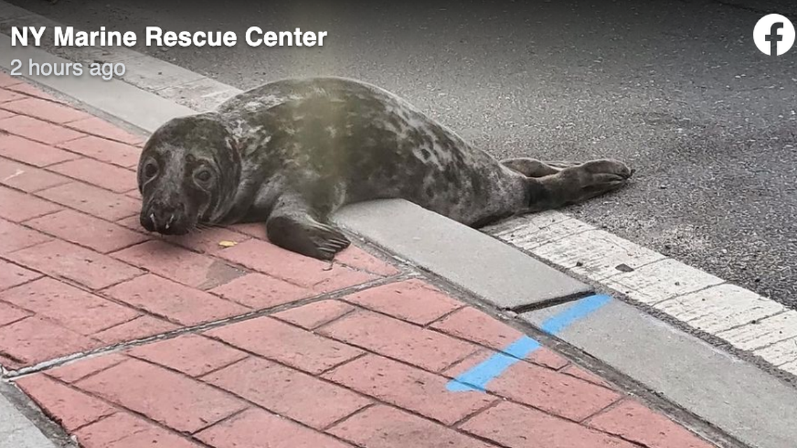 Police were called to a gray baby harbor seal found in the street in Long Island, New York, they said. The seal climbed out of the river and into the road.