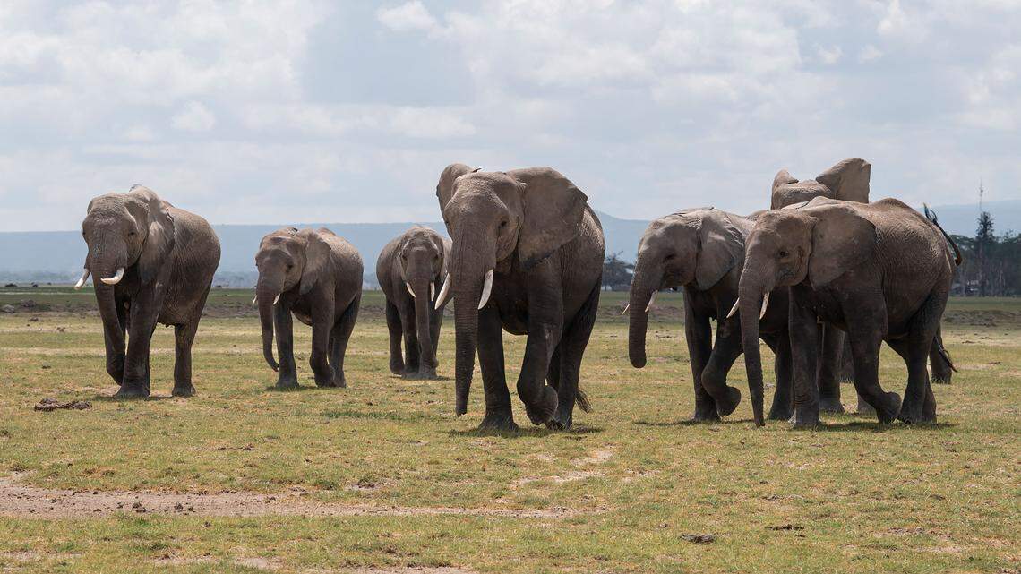 herd of war elephants