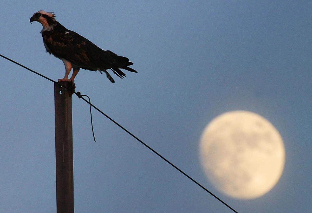 The only non-migrating population of ospreys lives mostly in the Florida Keys. Migrating birds can be found throughout the state.