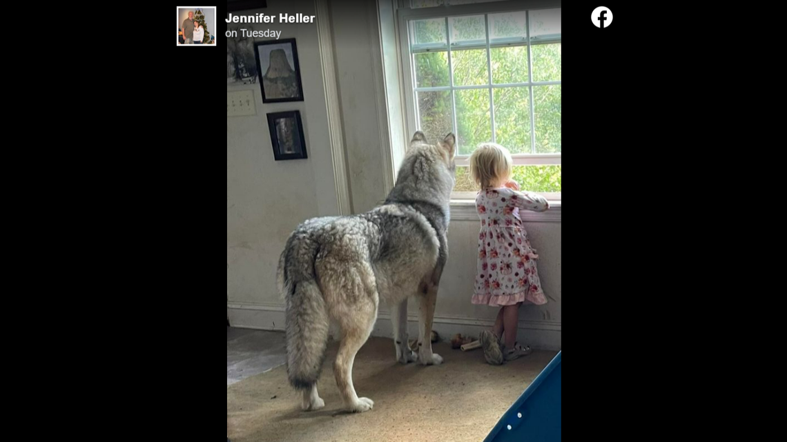 Hunter was a malamute mix, the family said.