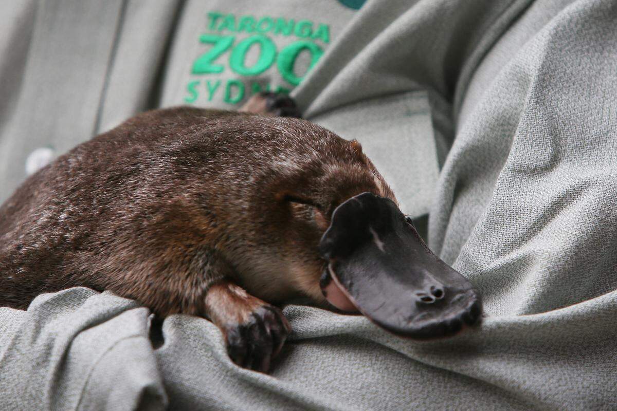 platypus taronga zoo