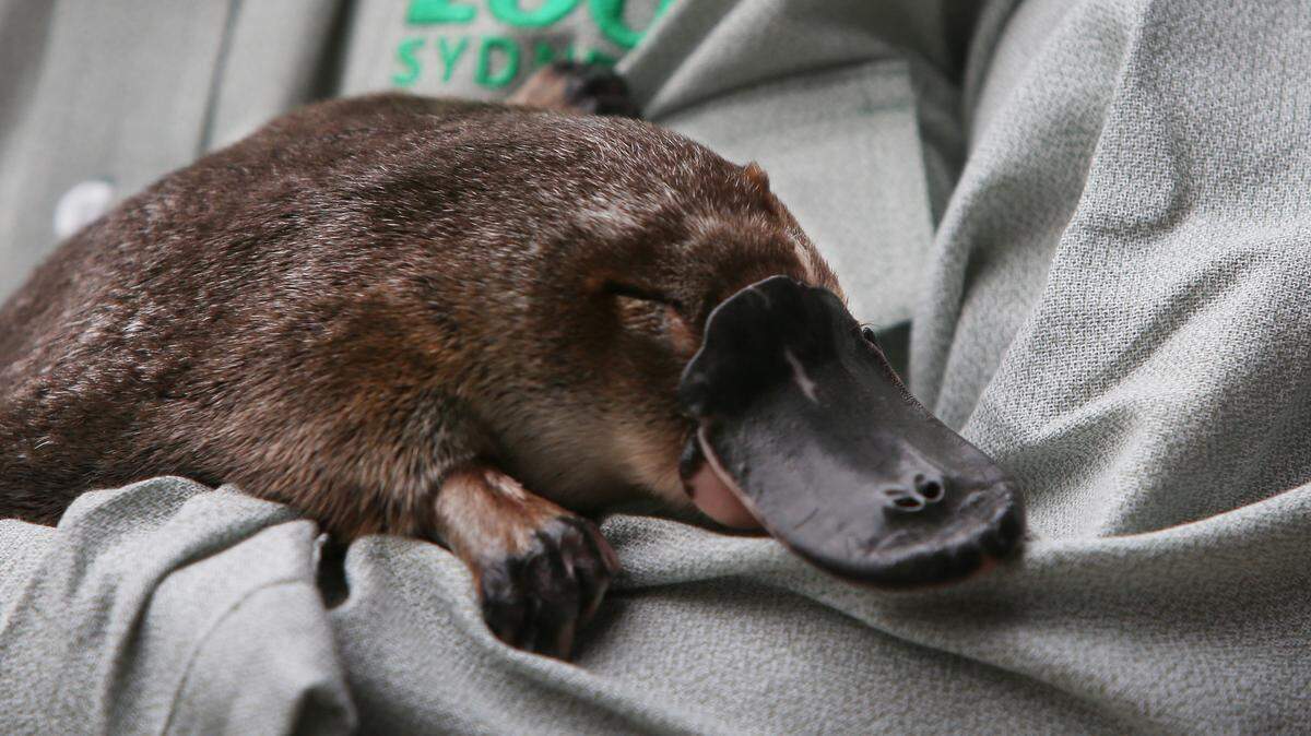 platypus taronga zoo