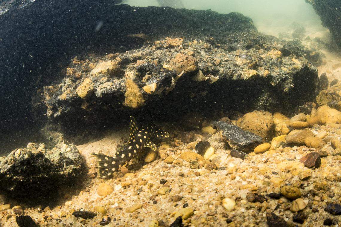 A Scobinancistrus raonii, or Raoni’s armored catfish, lurking under a rock.