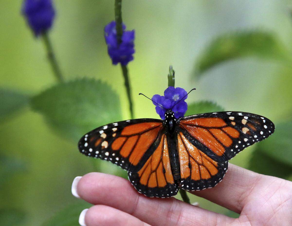 A Monarch butterfly at Butterfly World in Coconut Creek on Thursday, Aug. 4, 2022.