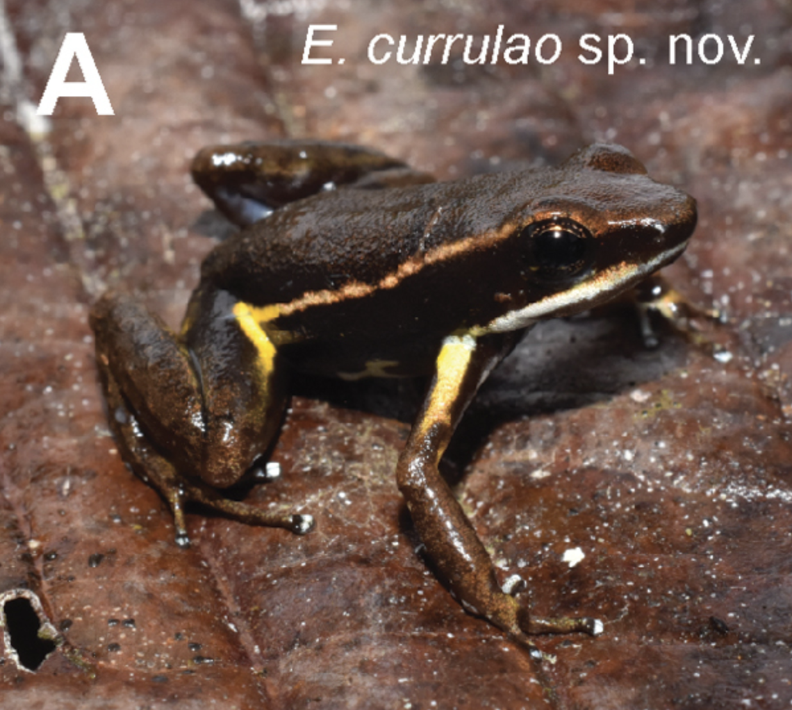 The species is brown with a yellow-orange stripe.