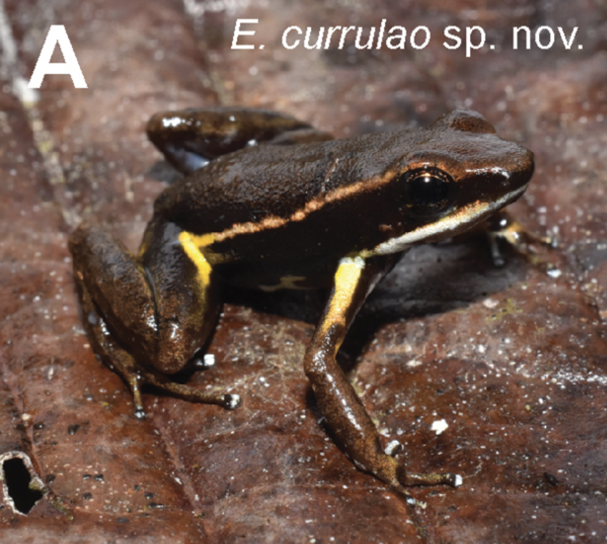 The species is brown with a yellow-orange stripe.