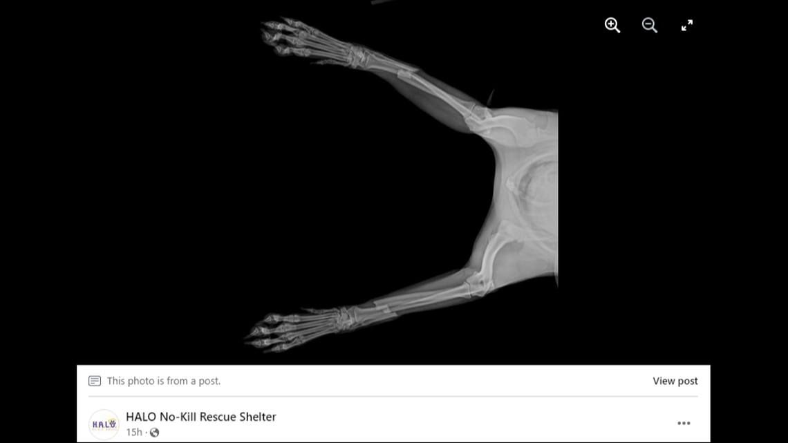 In order to fix his legs, Cody needed a surgery that could cost more than $10,000, the rescue said.