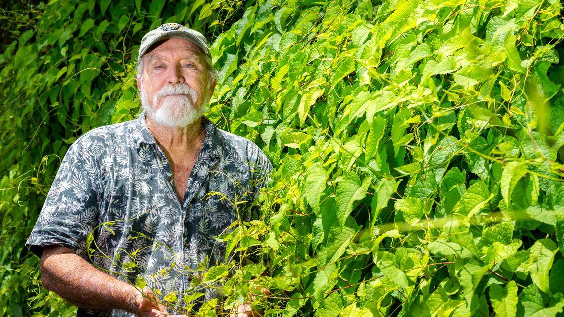 Hammer is seen amongst the vines carpeting part of the perimeter of his home in Homestead that he affectionately calls Jelly Acres. He has had the 1.2 acre property since 1985, but before then it was a jelly factory that would produce over 260 kinds of jelly.